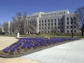 Exterior view of the Library of Congress John Adams Building with purple flowers growing in front of it.