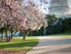 Cherry Blossom trees blooming on Capitol Grounds