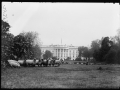 Sheep on the White House lawn, taken between 1916-1919. Image courtesy Library of Congress