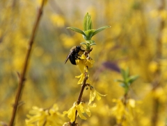 Bee on blooming forsythia on Capitol grounds. 