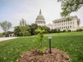 Anne Frank Tree and marker planted in the ground in front of the Capitol