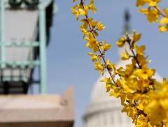 Yellow flowers in front of the Capitol Building