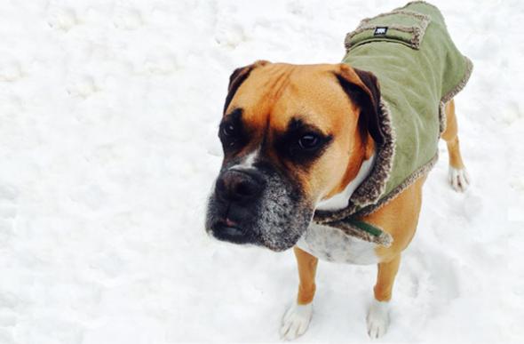 Boxer dog standing in snow with a coat on.