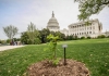Anne Frank Tree and marker planted in the ground in front of the Capitol