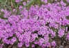 Phlox subulata flowers blooming