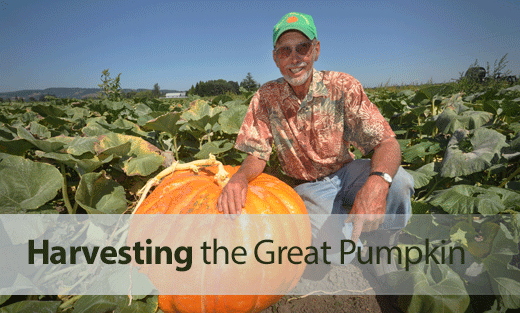 : Farmer David Brown poses next to one of his giant pumpkins. Healthy soil is key to the success of