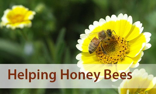 Homepage Honeybee Image