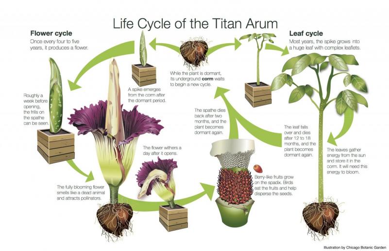 Titan arum life cycle