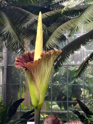 corpse flower August 3, 2016