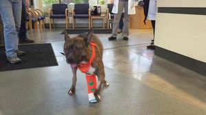 Dog with leg defects takes first steps after surgery