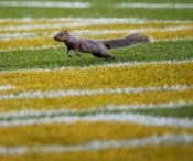 Mischievous streaking squirrel interrupts NFL game