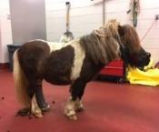 University of Tennessee vets reunite wounded miniature horse with owners