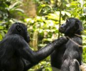Bonobos' eyesight deteriorates as they age