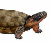 Toothed turtles stuck around longer than scientists thought