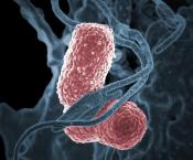 Scientists identify culprit for antibiotic resistance