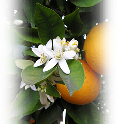 home_images_oranges.png
