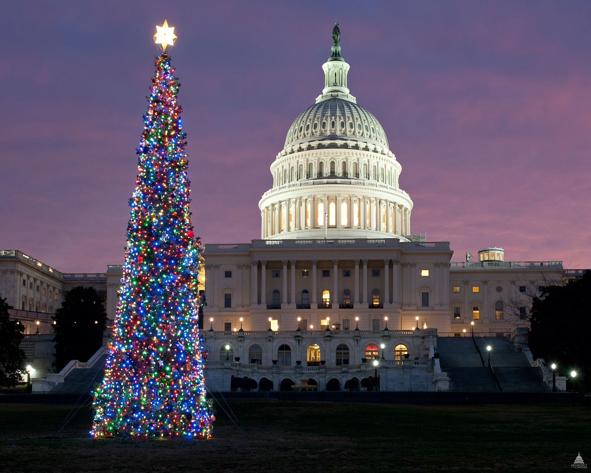 The 2011 Capitol Christmas Tree with the Capitol Dome visible in the background.