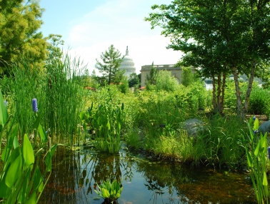 The U.S. Capitol can be seen over the wetlands area of the National Garden.