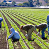 Farm workers weed spinach by hand in  San Luis Obispo, California. Findings of a National Academy of Sciences report indicate that under amnesty for illegal immigrants, government would have to raise taxes immediately by $1.29 trillion and bank it to cover future costs.   (Photo: iStock Photos)