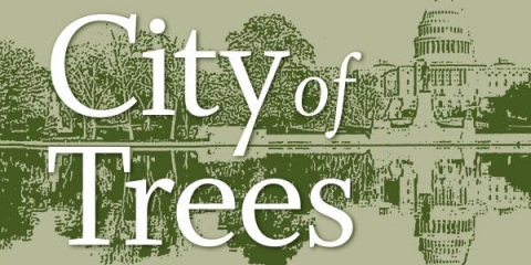 City of Trees book cover artwork