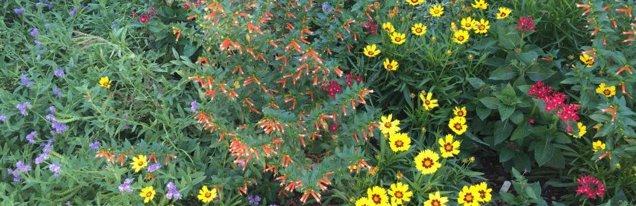 Yellow, orange, red, and purple flowers in bloom