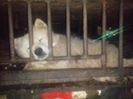 'What has transpired in China over the past 24 hours is outrageous and shameful - police standing by and doing absolutely nothing as they watch dog traders attack animal rescuers. 

Thank you to all the brave activists on the ground who are doing everything in their power to save these innocent animals. It is time that China end its barbaric dog meat trade immediately! We must keep up this fight and never give up until the dog meat trade is ended once and for all.  

And thank you to CAPP activists who took this photo of what has transpired to document these horrific abuses. In Congress, I remain committed to doing all that I can to stop these practices, and will again demand that House leadership bring my resolution H.Res.752 to the floor for a vote when Congress reconvenes in November.  

#StopYulinForever #Fightdogmeat @[19746387261:274:Humane Society International]'