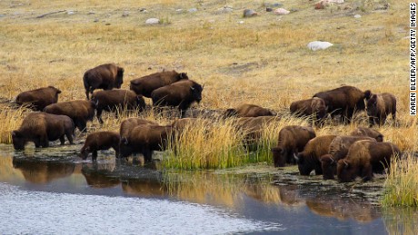 A small herd of buffalo drink from a pond in Yellowstone National Park, Wyoming.