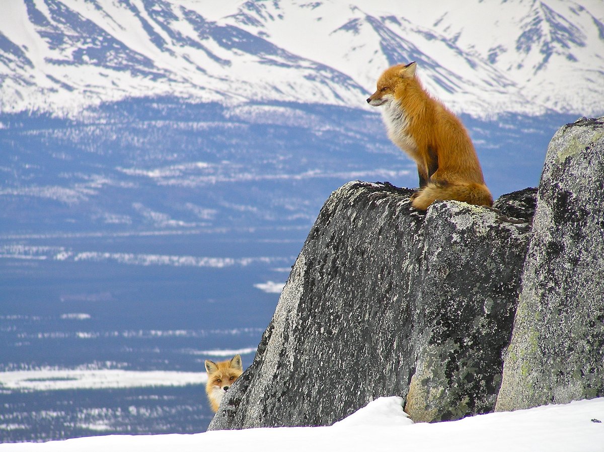 In a snowy, mountain landscape, one fox sits on a rock as another peeks around the side.