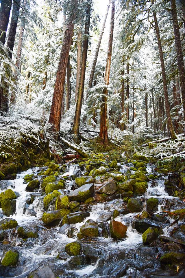 Evergreen trees covered with snow line a river running over green mossy stones