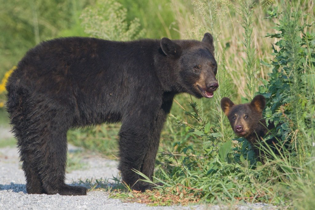 A Louisiana black bear and cub. Photo courtesy of Louisiana Department of Wildlife and Fisheries.