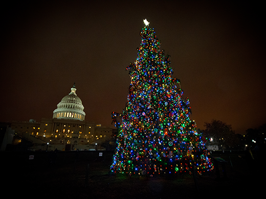 80-foot-tall Engelmann Spruce Lights Up the West Front Lawn.