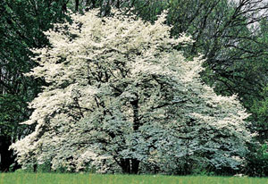dogwood tree