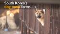 Dogs raised for meat rescued from South Korea farm