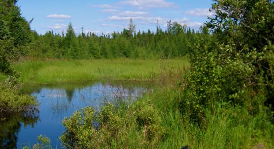 McCollum Celebrates Victory To Protect Minnesota's Boundary Waters feature image