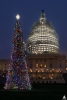 First official photo of the 2015 Capitol Christmas Tree.