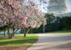 Cherry Blossom trees blooming on Capitol Grounds