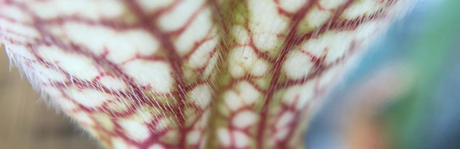 Pitcher plant hairs on pitcher leaf trap