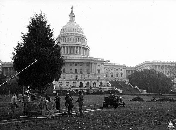 The first U.S. Capitol Christmas Tree being planted on the West Front in 1964.