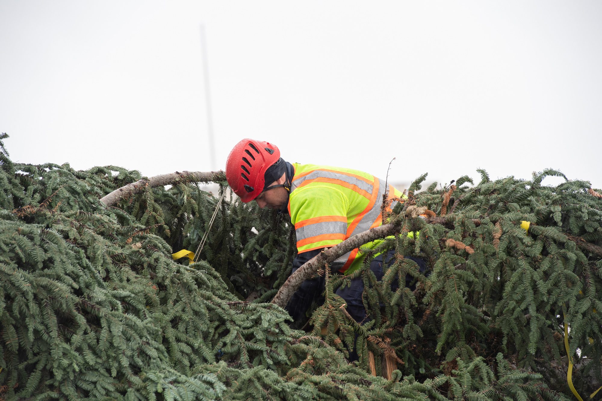 An Architect of the Capitol employee secures the Capitol Christmas Tree