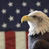 U.S. Flag and American Eagle