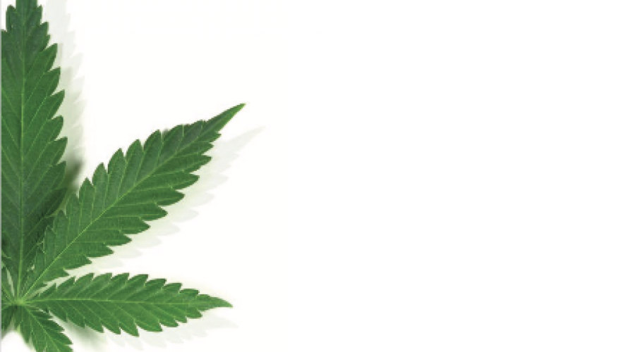 Marijuana Leaf Cropped