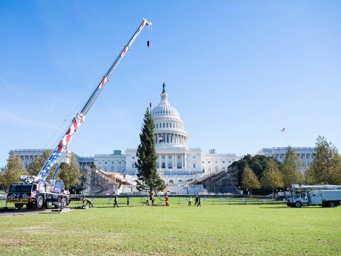 Capitol Christmas Tree Arrives