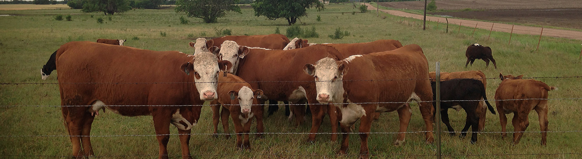 Image of brown cows on a farm