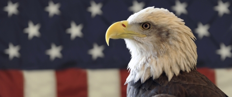 An eagle in front of a flag