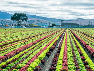 Colorful Rows in Salinas Valley