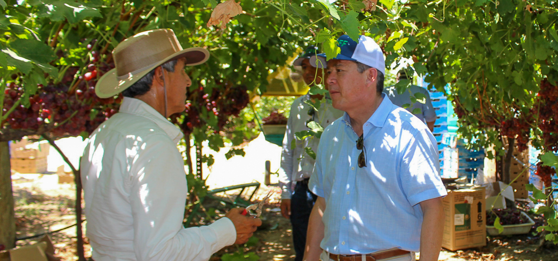 Rep. Cox at grape harvest, speaking with farmer