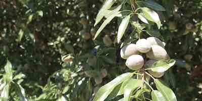 Fresh almonds on a tree