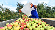 Photo: A farmworker empties a carton of apples.