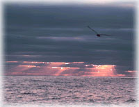[Ocean/Climate:bird flying over ocean in sunset image]