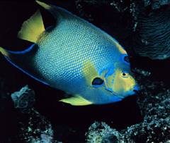 Queen angelfish at the reef. 1987 Florida Keys National Marine Sanctuary Photo Contest.